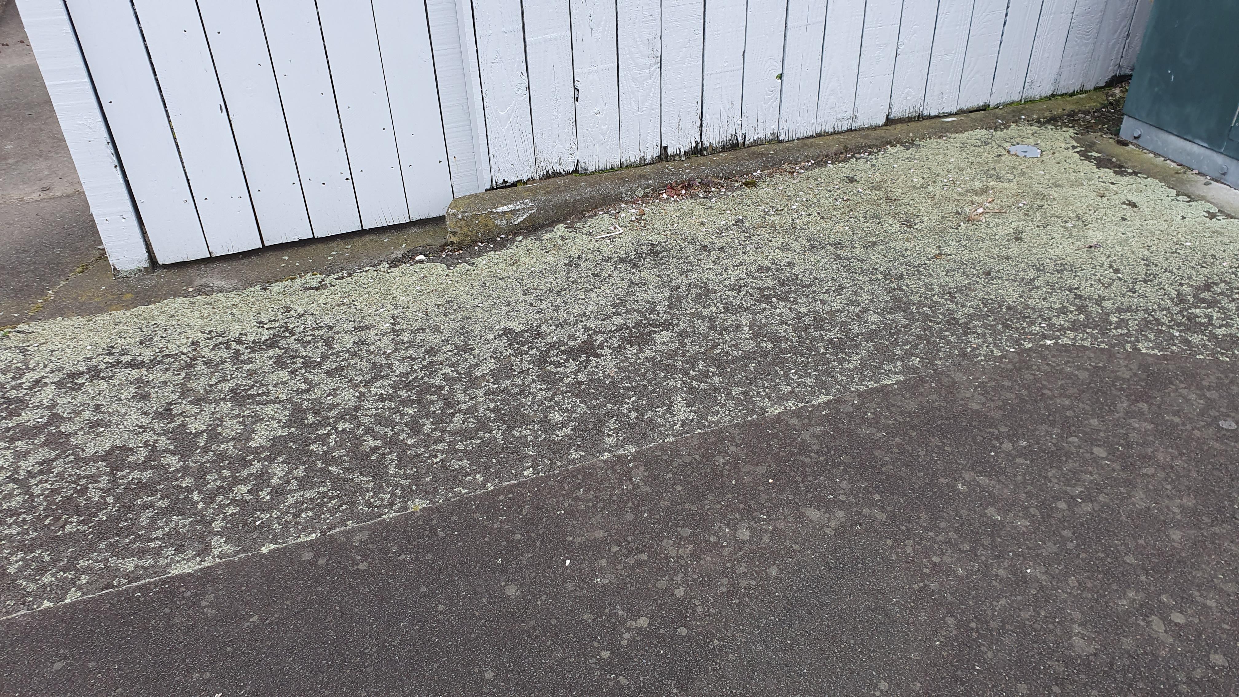 Beat the Damp: NZ Concrete Restoration, Moss Removal, and Pressure Washing